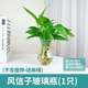 Hydroponic green radish seedlings, water-cultured flowers, four-season aquatic flowers and plants, purifying the air, single green radish seedlings, money tree