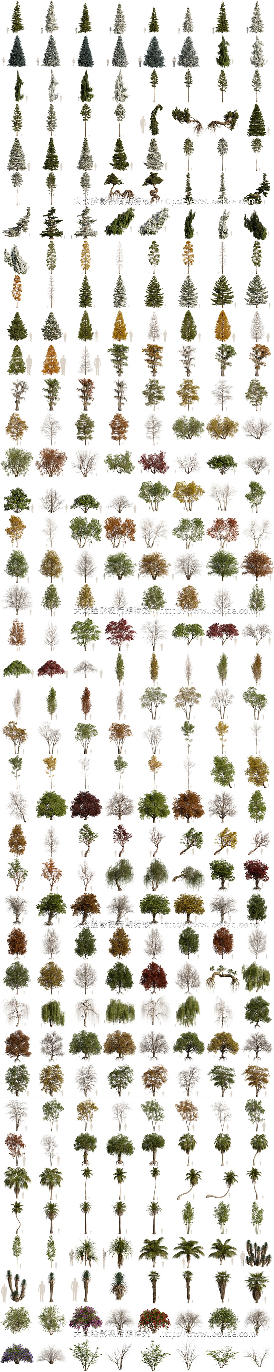 Blender插件-植物花草树木自然环境资产预设库 Arborea v1.03 Pro 含使用教程-LookAE.com Blender插件-植物花草树木自然环境资产预设库 Arborea v1.03 Pro 含使用教程