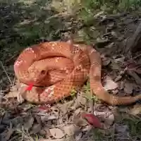 Грязная змея