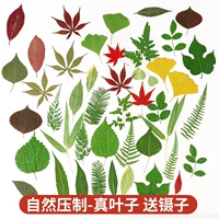 Типы коллекции листьев выпускаются в соответствии с сезоном [смешанные 45 штук + отправьте пинцет]]