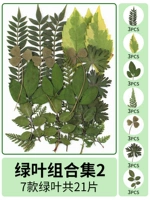 Комбинация зеленого листа 2 21 штук