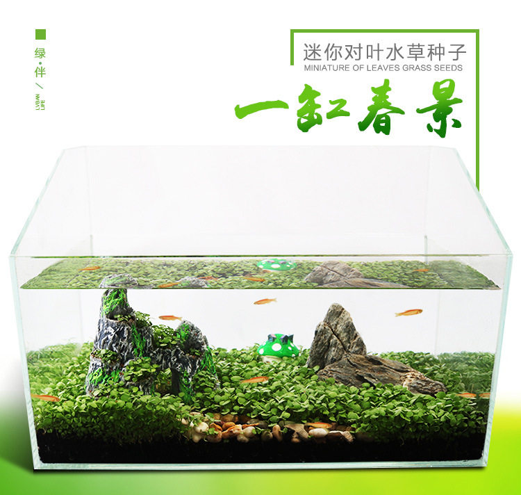 Водяная трава семя_01