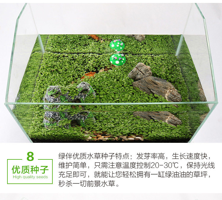 Водяная трава семя_15