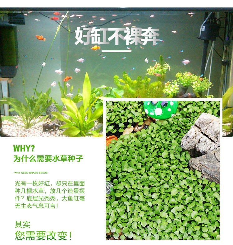 Водяная трава Seed_04