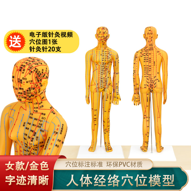 铜色人体穴位模型人体经络模型人体穴位模型女模型送图