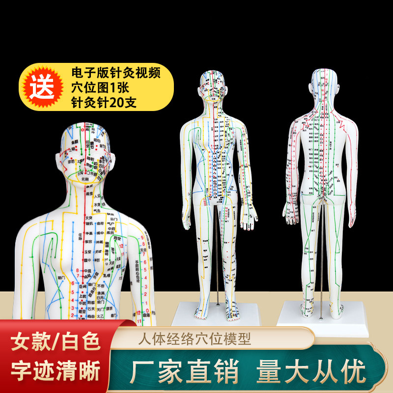 珞亚山川女模型白色刻字人体模型穴位模型女模人模型经络穴位模型