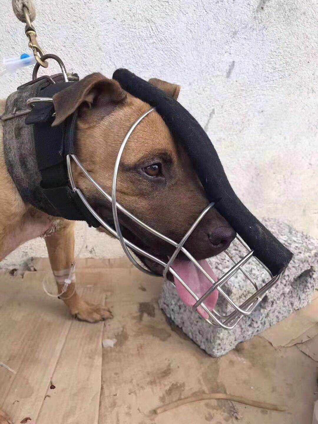 Pitbull muzzle stainless steel 304 mask mouth cage Meng dog muzzle dog anti-bite headgear measure the head circumference and then shoot - Taobao