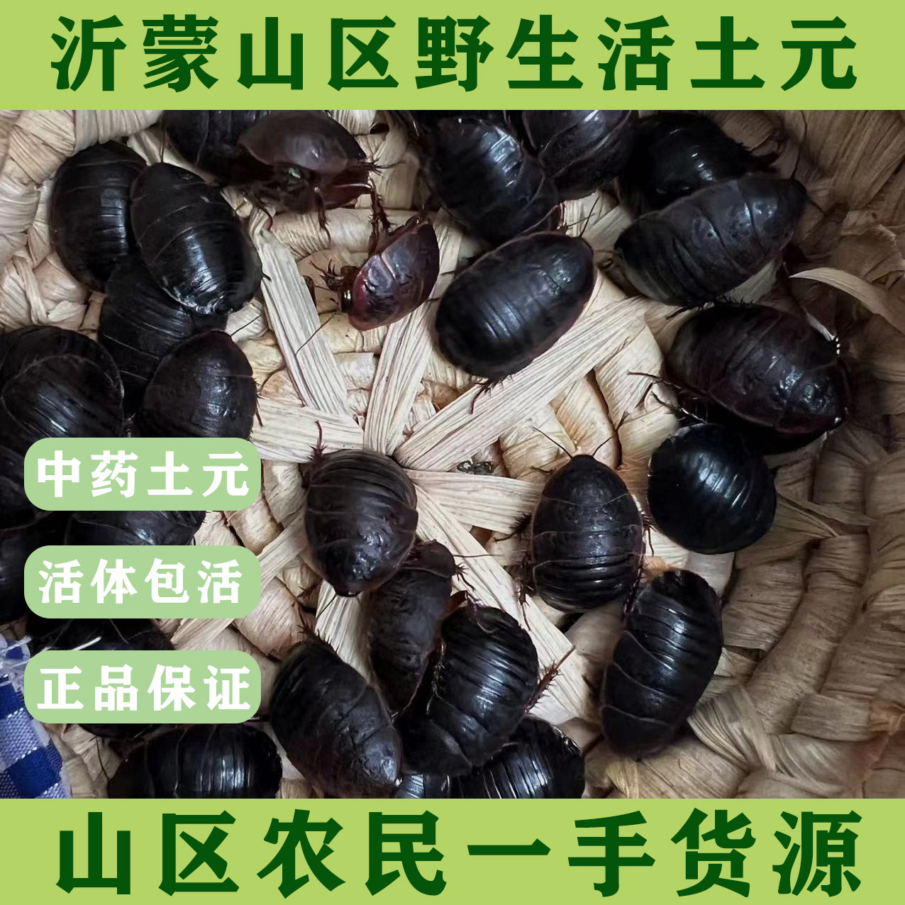 野生活土元虫,中药养生的好伙伴 🌿 -特色爬宠-淘宝好物网