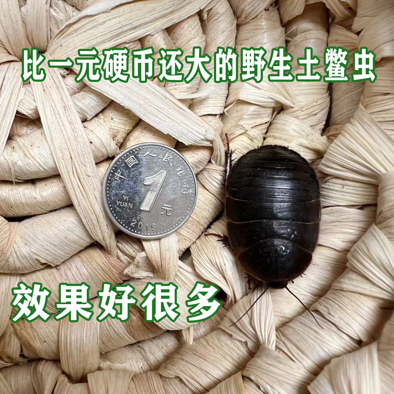 野生活土元虫,中药养生的好伙伴 🌿 -特色爬宠-淘宝好物网