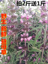 Fresh motherwort Wild Jiuzhonglou whole aunt grass full of 2 kg Motherwort Ai safflower Kun grass
