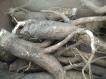 Wild fresh and freshly dug merchant Lu Root Chinese Herbal medicine Old root Amaranth Wild Radish Native Ginseng 500g