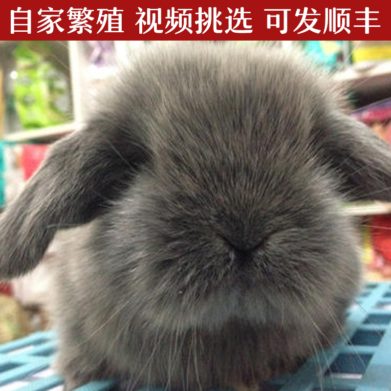 Lop-eared rabbit Angora cat cat rabbit long-haired rabbit imported mini dwarf rabbit live Dodge lion rabbit pet