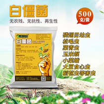 Coccidiella albicans 10 billion g raw powder Tianniu pine caterpillar Grub vegetable green worm biological agent Albicidiella albicans