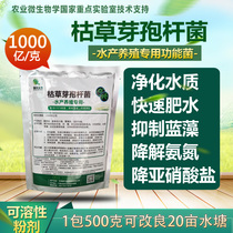 100 billion grams of Bacillus subtilis complex Aquaculture drugs Cyanobacteria decomposition water purification agent Feed additives