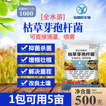 Industry Shengwang Bacillus subtilis whole water soluble withered root ginger pestis root rot and ulcerous disease resistance to heavy stubble rooting