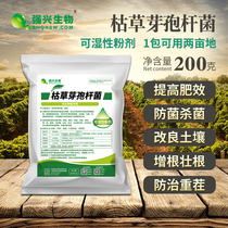 Total water soluble 100 billion Bacillus subtilis against withered wilting and rotten root root rot anti-stubble rooting and rejuvenating