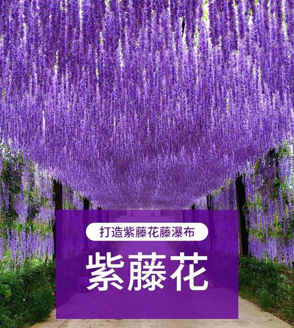 Simulated wisteria ດອກໄມ້ປະດັບຫ້ອຍດອກໄມ້ປອມດອກໄມ້ຫວາຍ violet indoor wedding ເພດານພາດສະຕິກ vine ຫມາກຖົ່ວດອກພືດ