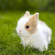 Rabbit living things dont grow big pet rabbit living dwarf rabbit Dutch small lop-eared rabbit purebred teacup cat cat