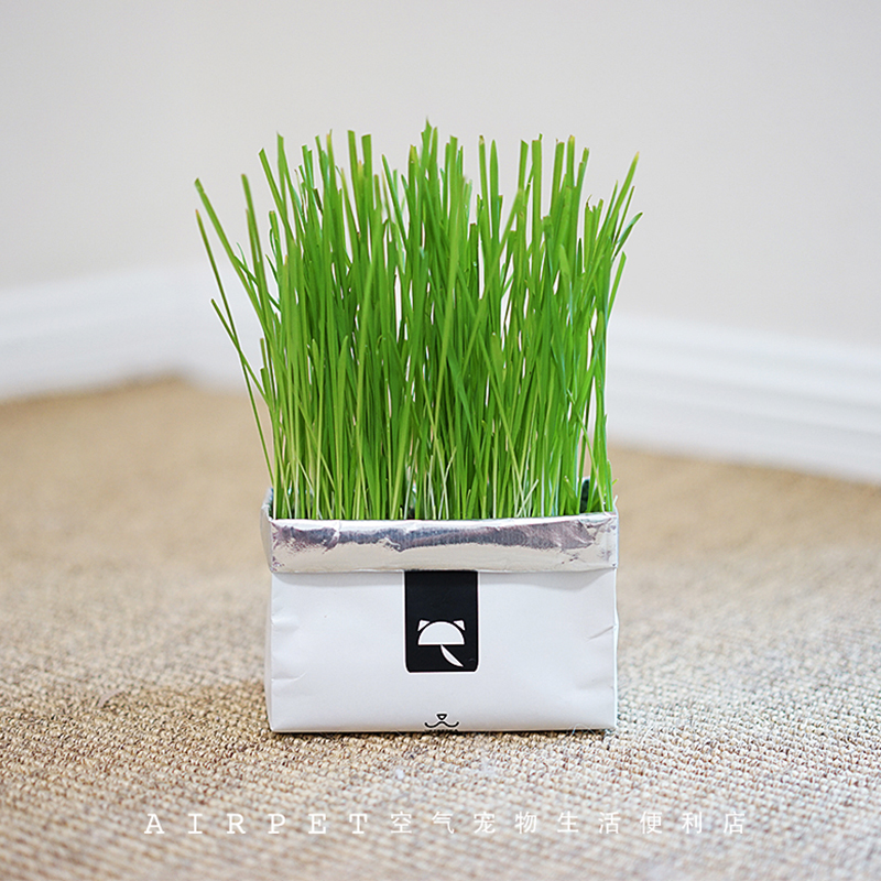 New York Uncavetreska planting cat grass paper bag suit without dirt and environmental protection
