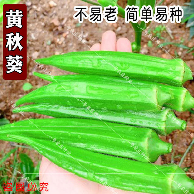 Okra seed seeds fruit red okra seeds okra seedlings spring and summer four seasons sowing vegetables balcony garden