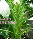 Okra seed seeds fruit red okra seeds okra seedlings spring and summer four seasons sowing vegetables balcony garden