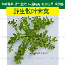 Shepherds purse seeds Spring wild vegetable seeds Dandelion purslane bitter hemp vegetable vegetables farm four seasons autumn and winter vegetable seeds