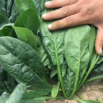 Yexia big round leaf spinach seed black leaf heat-resistant cold-resistant balcony potted plant high-yield four-season vegetable base