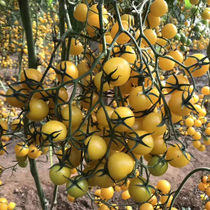 Imported Cherry Tomato Seeds Golden Queen Yellow Sage Tomatoes Sunshine Summer Japan Four Seasons Vegetables