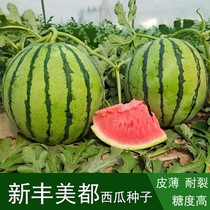 Xinfeng Meidu watermelon seed improvement 8424 Kirin King skin thin sugar content high early maturity crack resistance transport watermelon