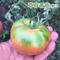 Four seasons sown vegetables Dandong strawberry Persimmon tomato seeds iron skin Persimmon tomato seedlings vegetable seedlings potted