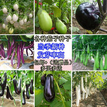 Farm vegetable seeds Four seasons small vegetable garden seed eggplant seed small tomato seedling potted cucumber spinach