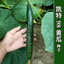 Thick oil bright cucumber seeds Kate 98 cucumber seeds heat-resistant potted four seasons high-yield disease-resistant vegetables