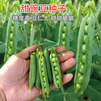 Cherry blossom sweet pea seeds sweet crispy green bean pea sprouts can be used as sprouts vegetable seeds spring and autumn seasons vegetable seeds