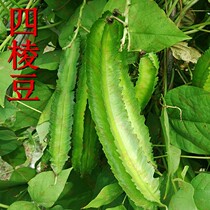 Four Seasons Hainan Winged Bean Seed Organic Vegetable Four Corner Bean Emperor Bean Fragrant Dragon Bean Green Bean Cowpea Bean