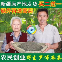 Origin Xinjiang wild head stubble Robb hemp tea special production grade new buds non-radish hemp health care tea