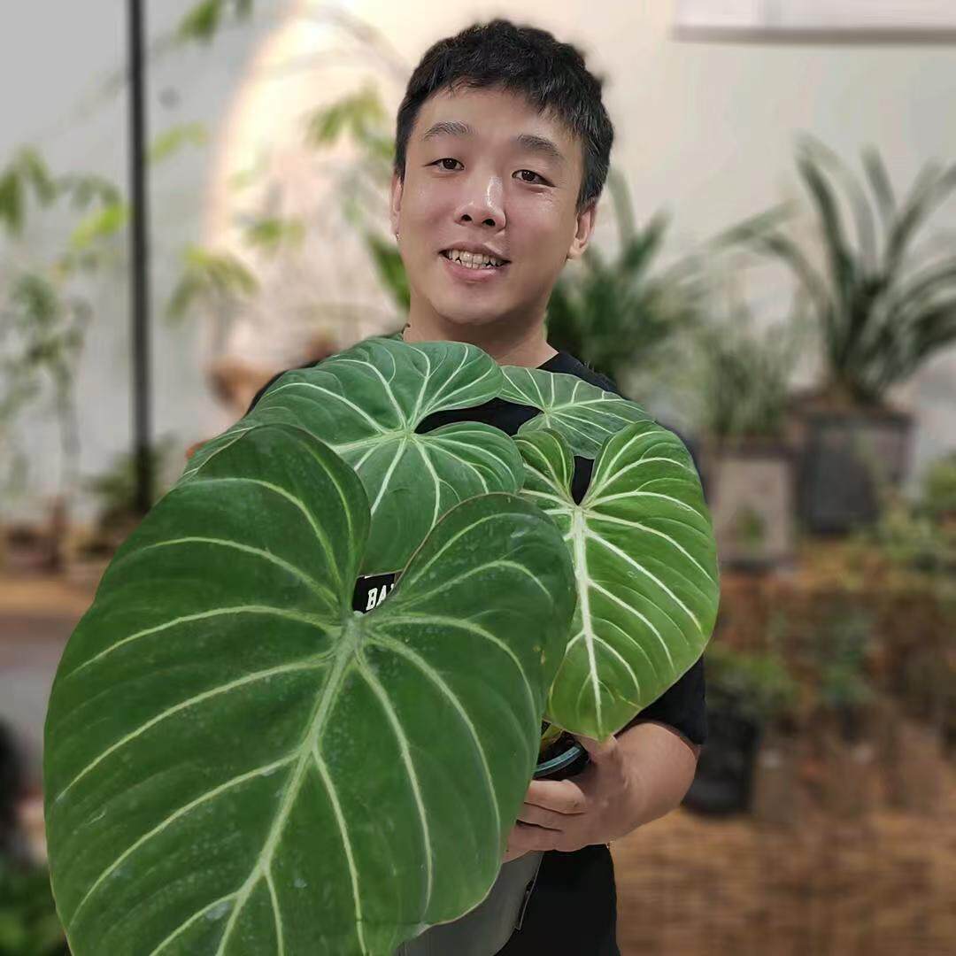 禅艺绿植工作室
