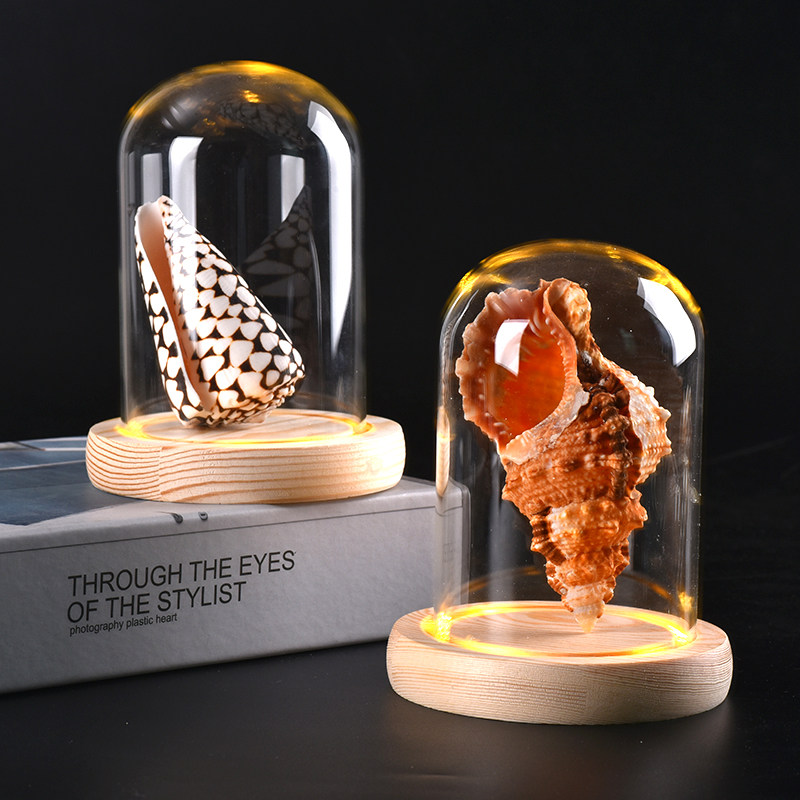 Boutique Sea Screw Shell SpecificationHome Creative Marine Biological Scientific Plus LED Glass Dust Cover Natural