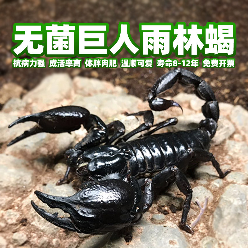 揭秘神秘雨林蝎:无菌马来西亚巨人雨林蝎&非洲迈索尔印度雨林蝎,宠物新宠儿!-蝎类-淘宝好物网