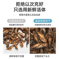 Direct selling sterile crickets freeze-dried oil gourd fresh-keeping insect gecko mane lizard bird horn frog food insect food