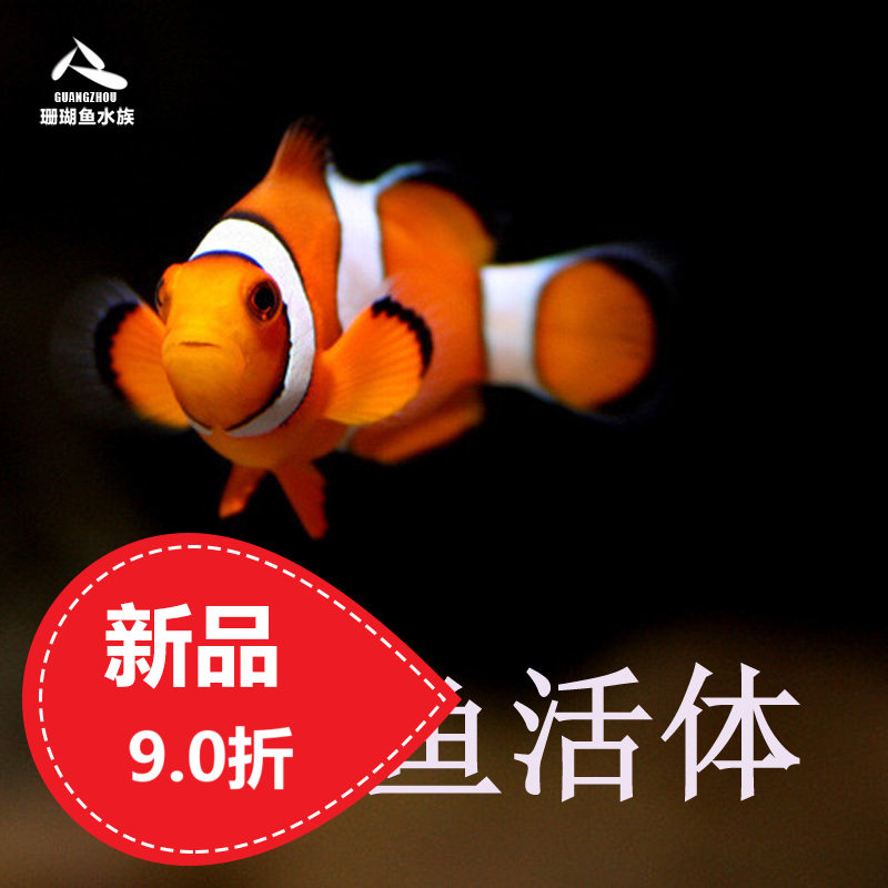 Sea fish live artificial clownfish Wild son double belt black vest Austrian black and white gold son clownfish Nemo