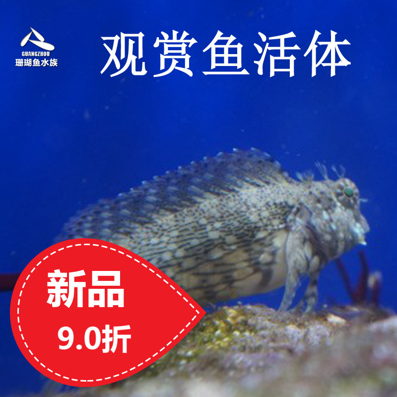 Shun Feng Bao Huo Watermelon Shaying Shrimp Tiger Diamond Sentinel Orange Point Gold Shrimp Tiger Clown Shrimp Tiger Gold Shrimp Tiger