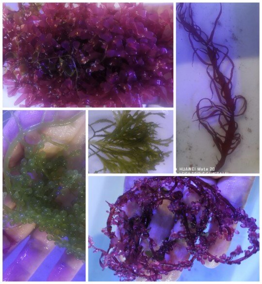 Seaweed Algae Red Green Grape Feather Melaleuca Flame Grass Algae Seawater Tank Algae Removal of Ammonia Nitrogen PO4NO3