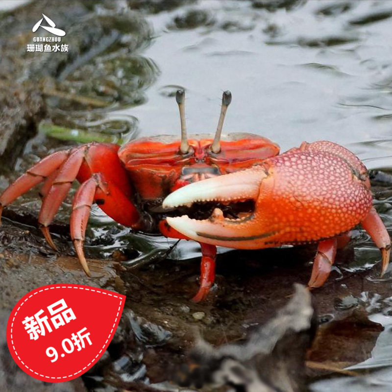 Sea fish coral live Japanese magnetic crab sand-turning dawn crab small red crab strawberry crab spider crab sand-turning antenna crab