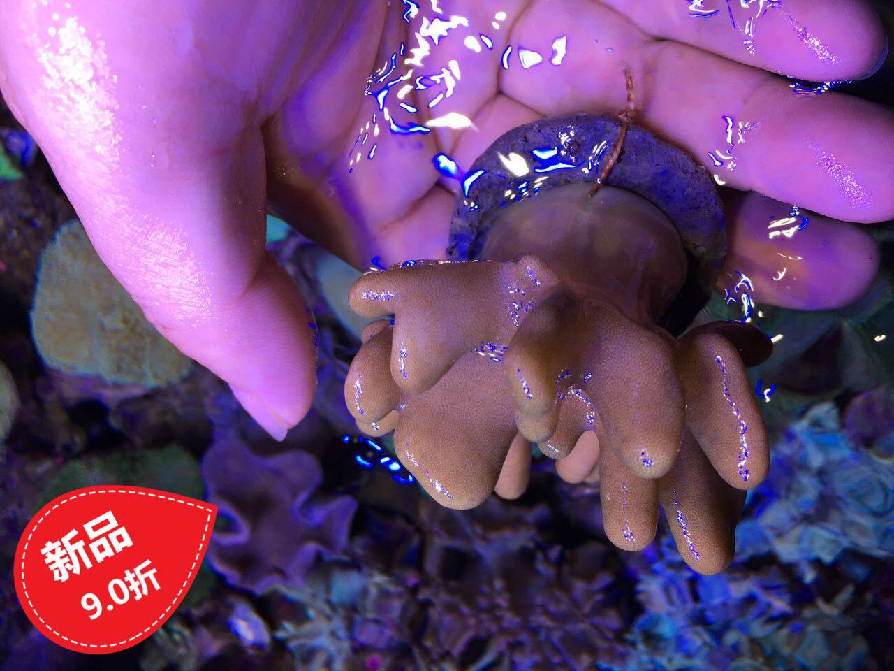 Seawater living coral fish red fingerleather peach flower coral coral fox green leather live soft coral