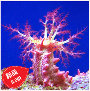 Red new cm left right Mini seawater fish living coral filter Algae Black Sea Exhibi Sand Express Package Live