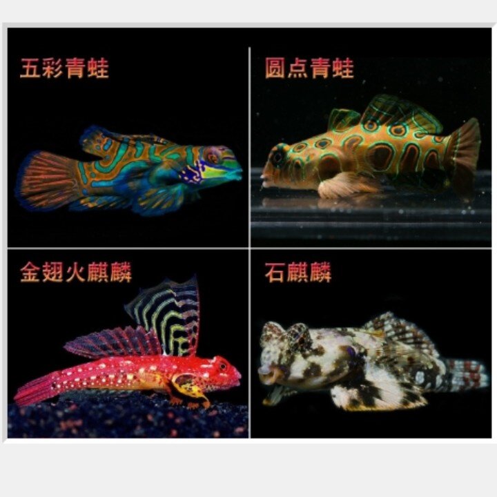 Seawater frog seawater fish live coral fish multicolored frog red frog polka dot golden wing fire unicorn multicolored frog