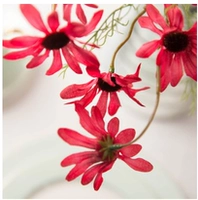 Розовая красная цена