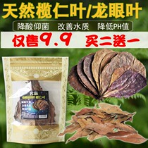 Natural sun-dried lazy leaf olive kernel leaf reduces the PH value of the fish tank reduces acid regulates and softens the water quality