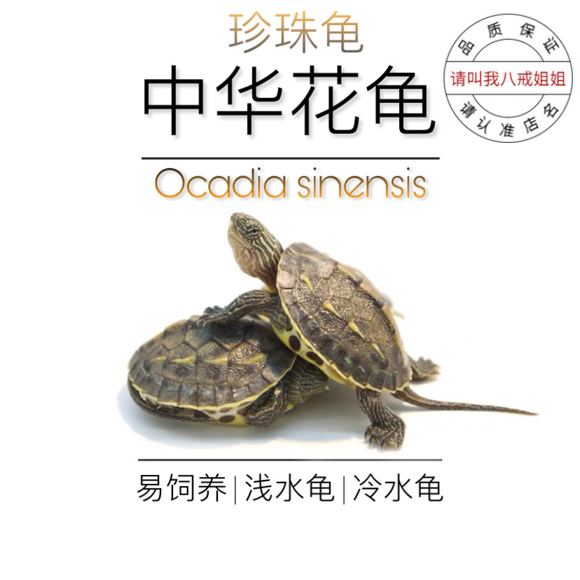 Eight Ring Sister's No. 2 Shop The Chinese Flower And Flower Turtle Pearl Tortoise Living Eating the Vegetable Little Turtle Fry Pets Easy To Feed