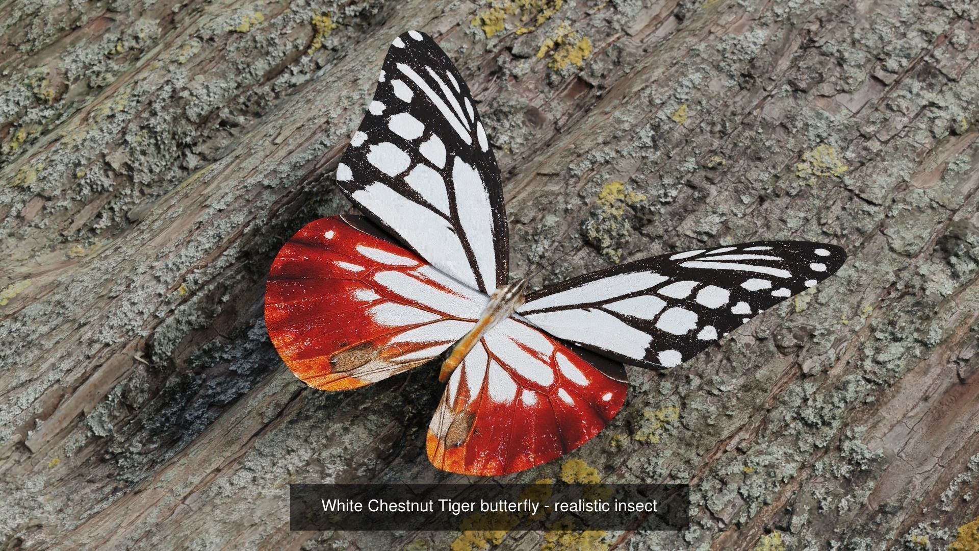 butterfly-realistic-3d-model-obj-fbx-stl-blend-spp.jpg